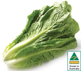 Australian+Cos+Lettuce+Twin+Pack