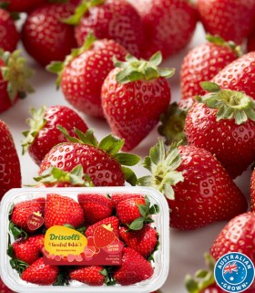 Australian-Premium-Strawberries-350g-Punnet on sale
