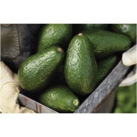 Australian-Shepard-Avocados on sale