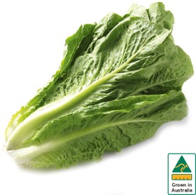 Australian+Cos+Lettuce+Twin+Pack