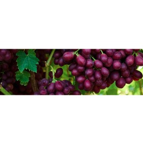 Australian+Red+Seedless+Grapes