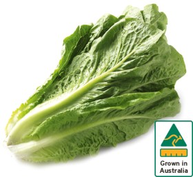 Australian+Cos+Lettuce+Twin+Pack