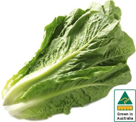 Australian+Cos+Lettuce+Twin+Pack