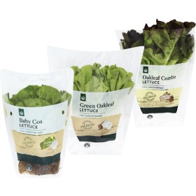 Australian+Baby+Cos+Lettuce%2C+Green+Oakleaf+Lettuce+or+Combo+Oakleaf+Lettuce