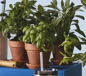 Northcote+Pottery+%26lsquo%3BItalian%26rsquo%3B+16cm+Terracotta+Pots