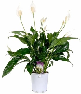 Natures-Art-Peace-Lily-Spathiphyllum on sale