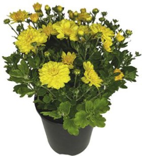 Chrysanthemum-Chrysanthemum-X-Morifolium on sale