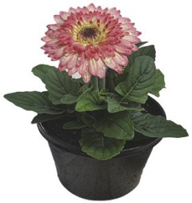 Gerbera-Jamesonii on sale