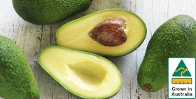 Australian-Shepard-Avocados on sale