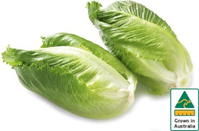 Australian-Baby-Cos-Lettuce-Twin-Pack on sale