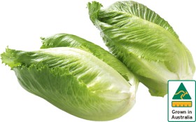 Australian-Baby-Cos-Lettuce-Twin-Pack on sale