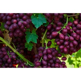 Australian-Red-Seedless-Grapes on sale