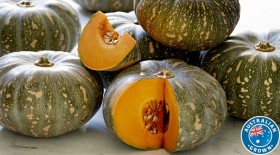 Australian+Kent+Pumpkin