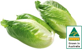 Australian+Baby+Cos+Lettuce+Twin+Pack