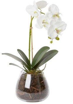 50%25+off+Elme+Living+Grand+Phalaenopsis-Allira+Vase+45cm+-+White