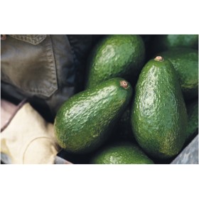 Australian-Shepard-Avocados on sale