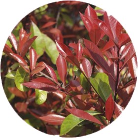 Photinia+%28Photinia+spp.%29