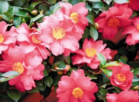 Sasanqua-Camellia on sale