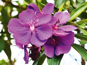 Tibouchina