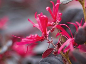 Chinese-Fringe-Flower on sale