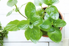 Basil on sale