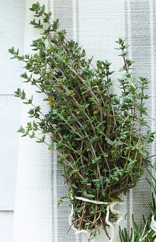 Rosemary