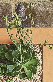 Graptoveria-Speedo on sale