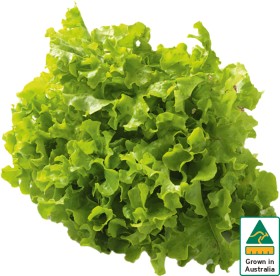 Australian-Green-Oak-Lettuce on sale