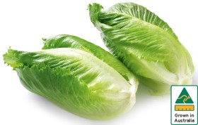 Australian+Baby+Cos+Lettuce+Twin+Pack