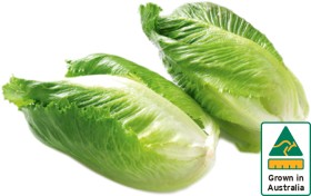 Australian+Baby+Cos+Lettuce+Twin+Pack