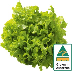 Australian+Green+Oak+Lettuce