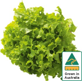 Australian-Green-Oak-Lettuce on sale