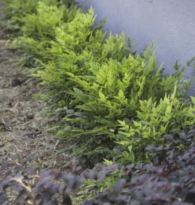 Nandina-Lemon-Lime-Nandina-domestica-alba-LemLim on sale