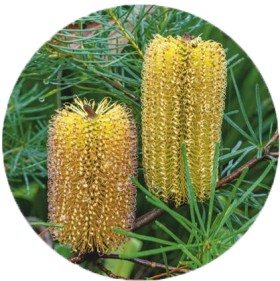 Banksia+%26lsquo%3BBirthday+Candles%26rsquo%3B+%28Banksia+spinulosa%29