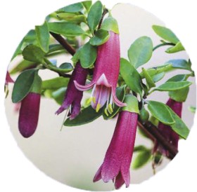 Native+Fuchsia%2FCorrea+%26lsquo%3BDusky+Bells%26rsquo%3B+%28Correa+Spp.%29