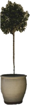 Lilly+Pilly+%26lsquo%3BBackyard+Bliss%26rsquo%3B+%28Syzigium+Paniculata%29