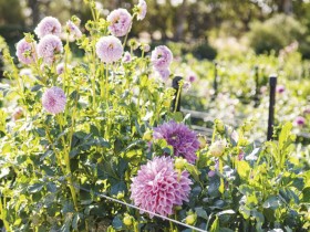 Dahlia-Pinnata on sale