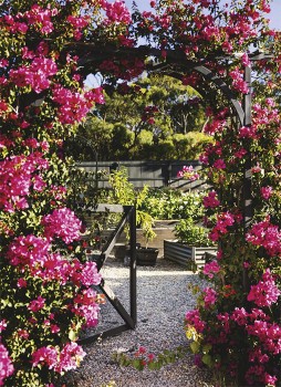 Bougainvillea-Spp on sale