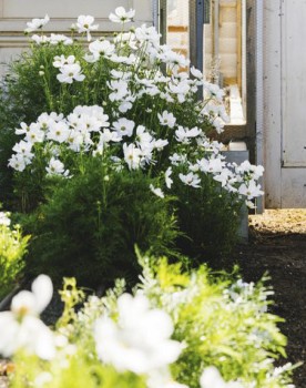 Cosmos-Bipinnatus on sale