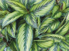 Prayer+Plant%2FCalathea+%28Goeppertia+Spp.%29