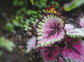 Rex-Begonia-Plant on sale