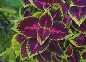 Coleus+Plant