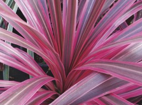 Cordyline-Plant on sale