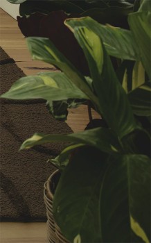 Rubber+Plant+%28Ficus+Elastica+Variegata%29