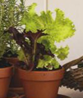 Lettuce on sale