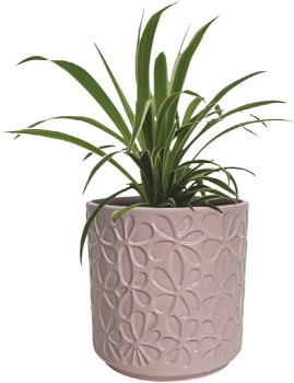 Variegated+Spider+Plant+%28Chlorophytum+Comosum+%26lsquo%3BVariegatum%26rsquo%3B%29