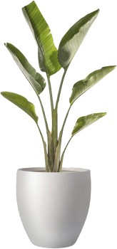 Giant-Bird-of-Paradise-Strelitzia-Nicolai on sale