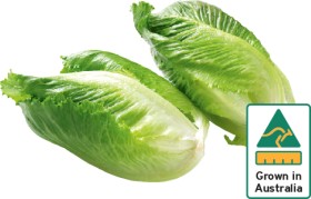 Australian+Baby+Cos+Lettuce+Twin+Pack