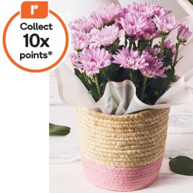 Potted+Chrysanthemum+%28includes+basket%29