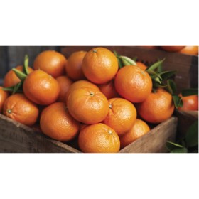 Australian+Afourer+Mandarins